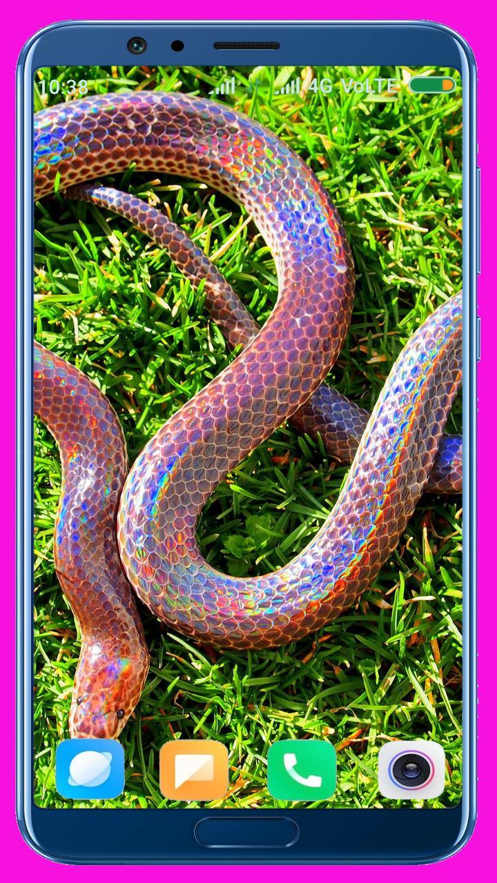 Snake HD Wallpaper_playmods.net