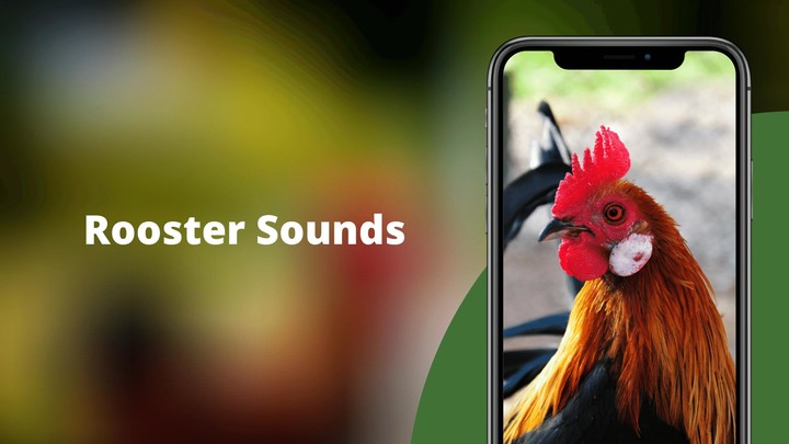 Rooster Sounds - Morning Alarm_playmods.net