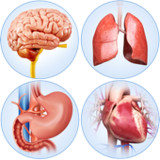 Organs Anatomy Pro.(Officielle)2.5_playmods.net