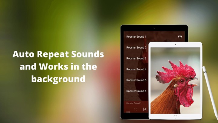 Rooster Sounds - Morning Alarm_playmods.net