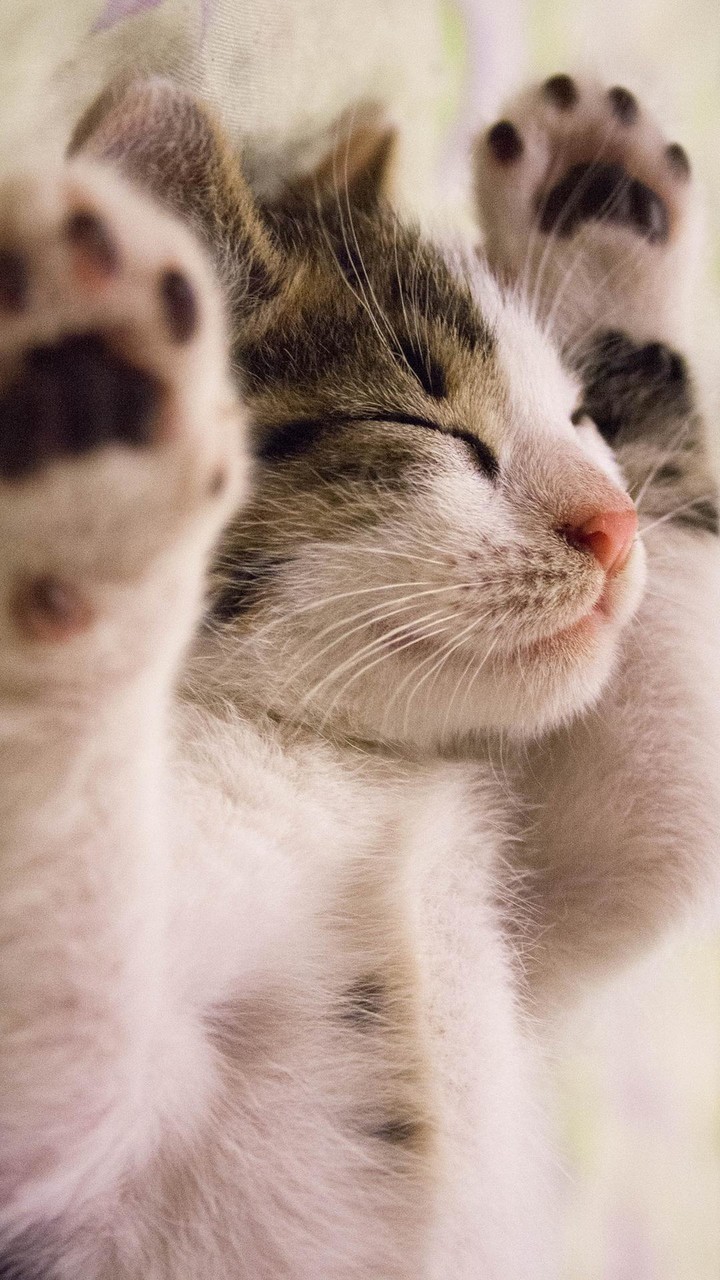 Cute Kitten Wallpapers_playmods.net