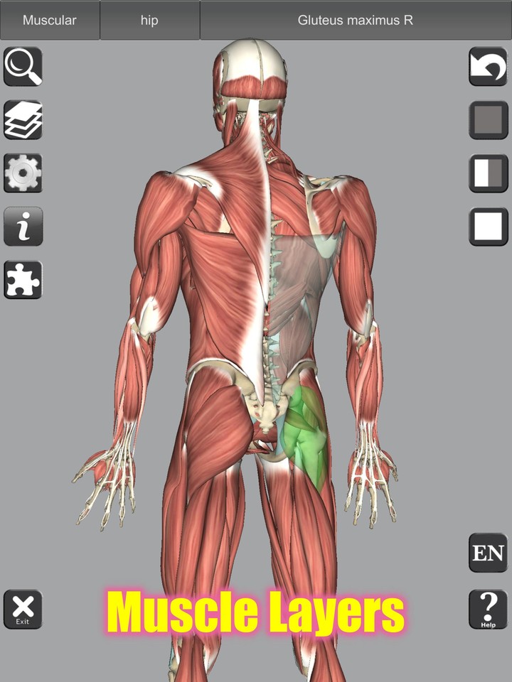 3D Bones and Organs (Anatomy)_playmods.net
