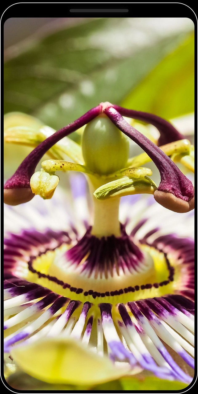 Sfondi di fiori - HD e 4K_playmods.net