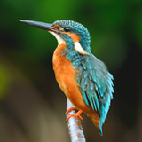 Kingfisher Sounds HD_playmods.net