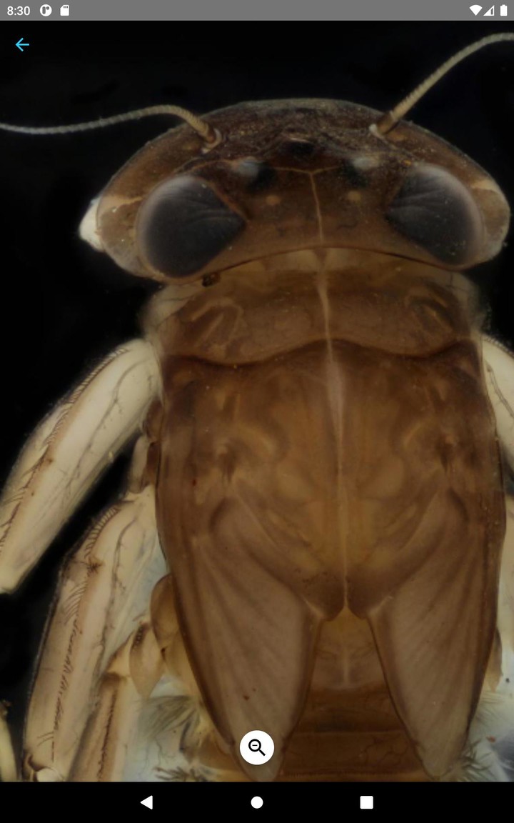 PocketMacros_playmods.net