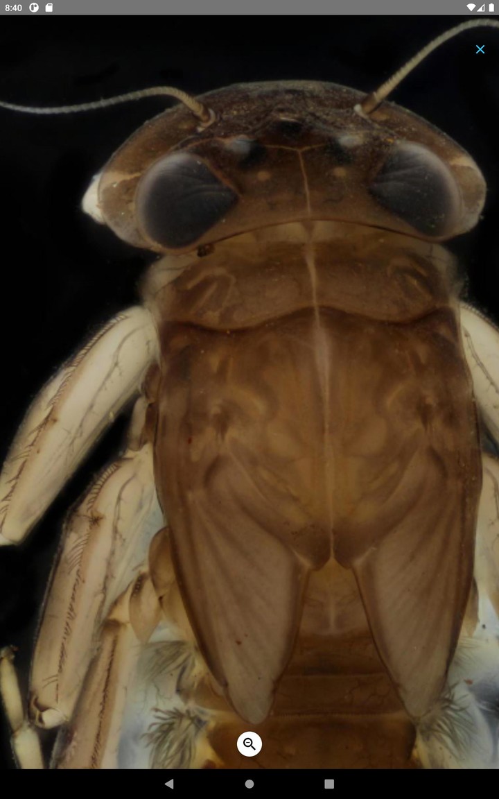 PocketMacros_playmods.net