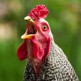 500 words(Official)24.1_playmods.net