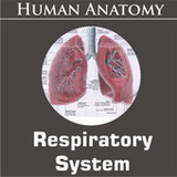 Respiratory System(Official)1.1_playmods.net