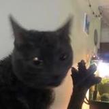 Dabloon Counter_playmods.net