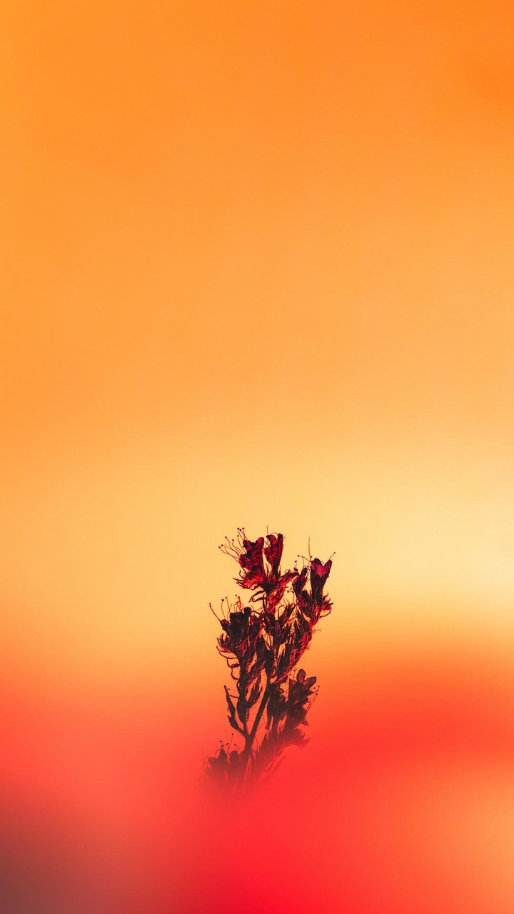 Orange Color Wallpaper_playmods.net