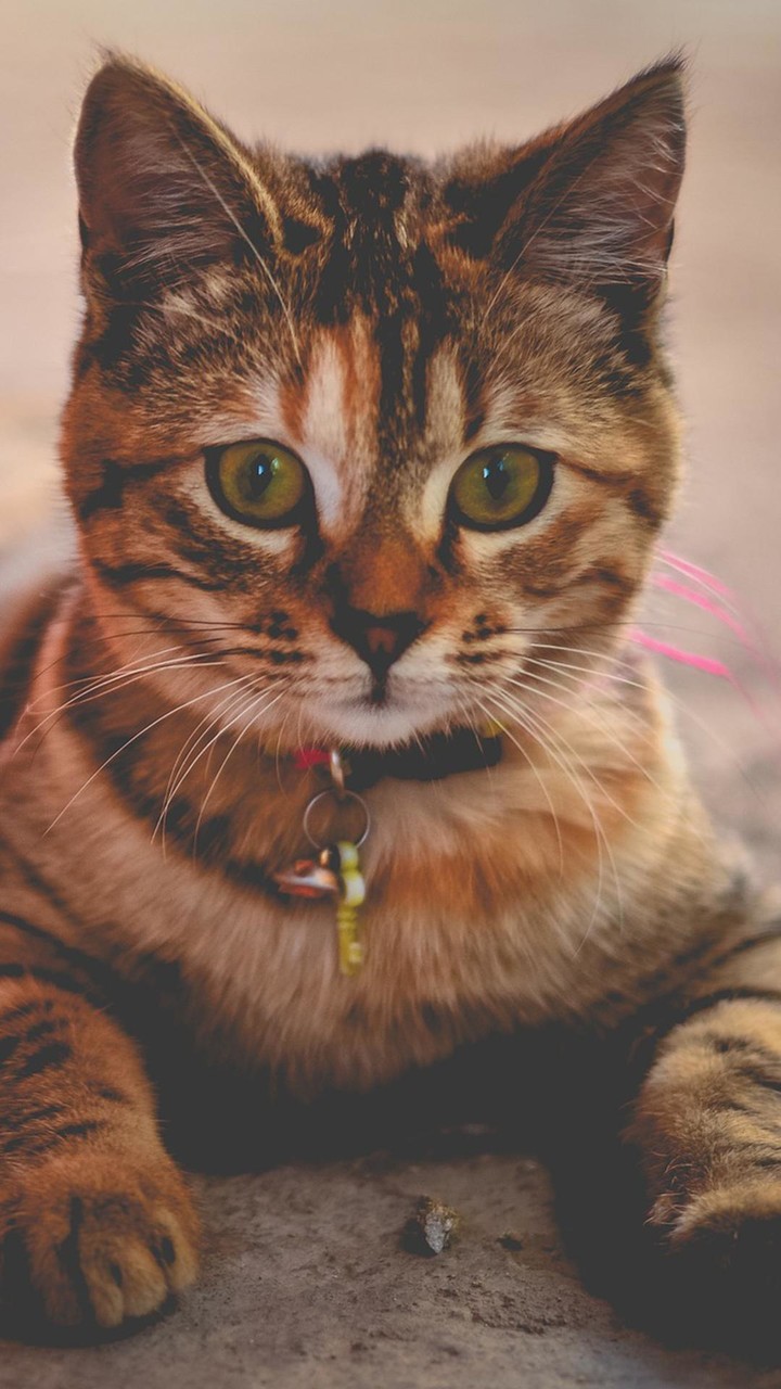 Cute Kitten Wallpapers_playmods.net