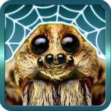 Spider Gagambattle!(官方)2.5.1_playmods.net
