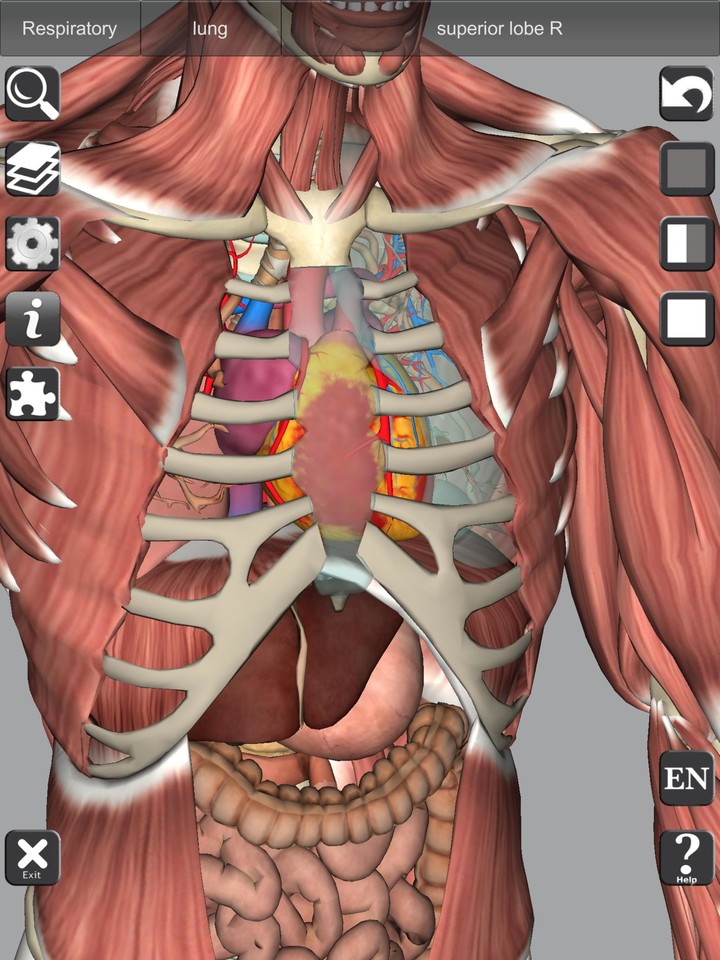 3D Bones and Organs (Anatomy)_playmods.net