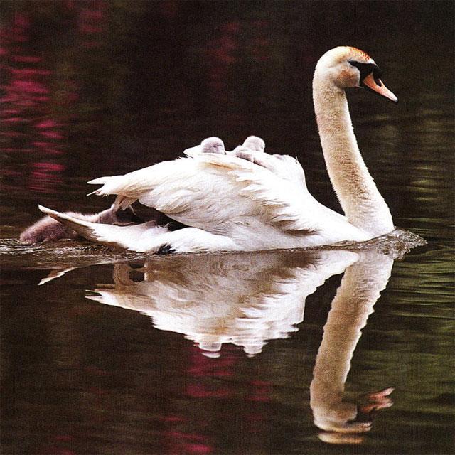 Swans Jigsaw Puzzles_playmods.net