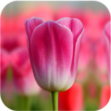 Tulip Wallpapers(Official)1.1.5_playmods.net