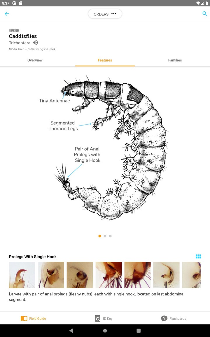 PocketMacros_playmods.net