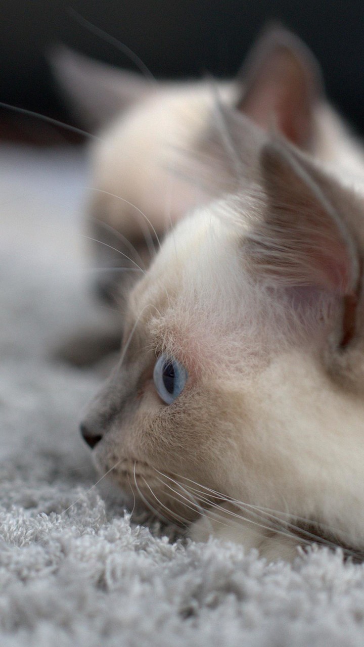 Cute Kitten Wallpapers_playmods.net