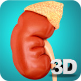 Kidney Anatomy Pro._playmods.net