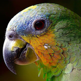 guess the bird_playmods.net
