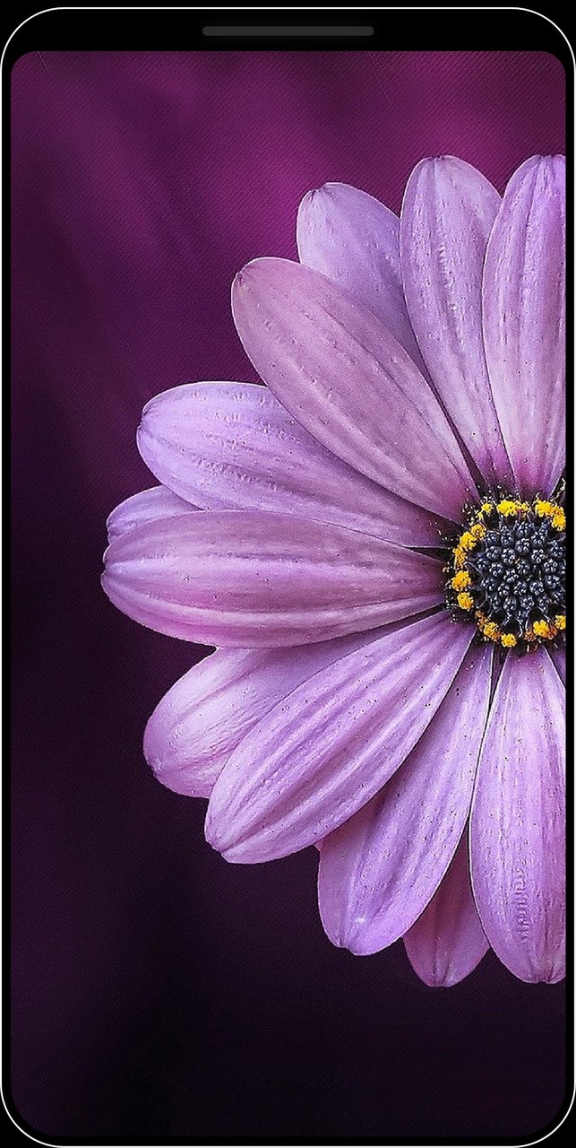 Sfondi di fiori - HD e 4K_playmods.net