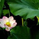 Firmware Know-How_playmods.net