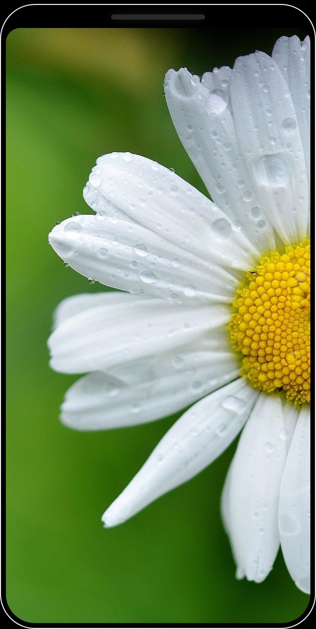 Sfondi di fiori - HD e 4K_playmods.net