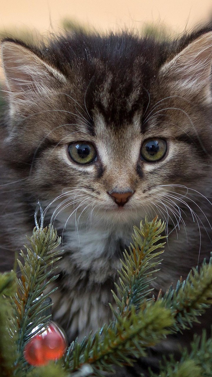 Cute Kitten Wallpapers_playmods.net