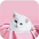 Cute Kitten Wallpapers_playmods.net