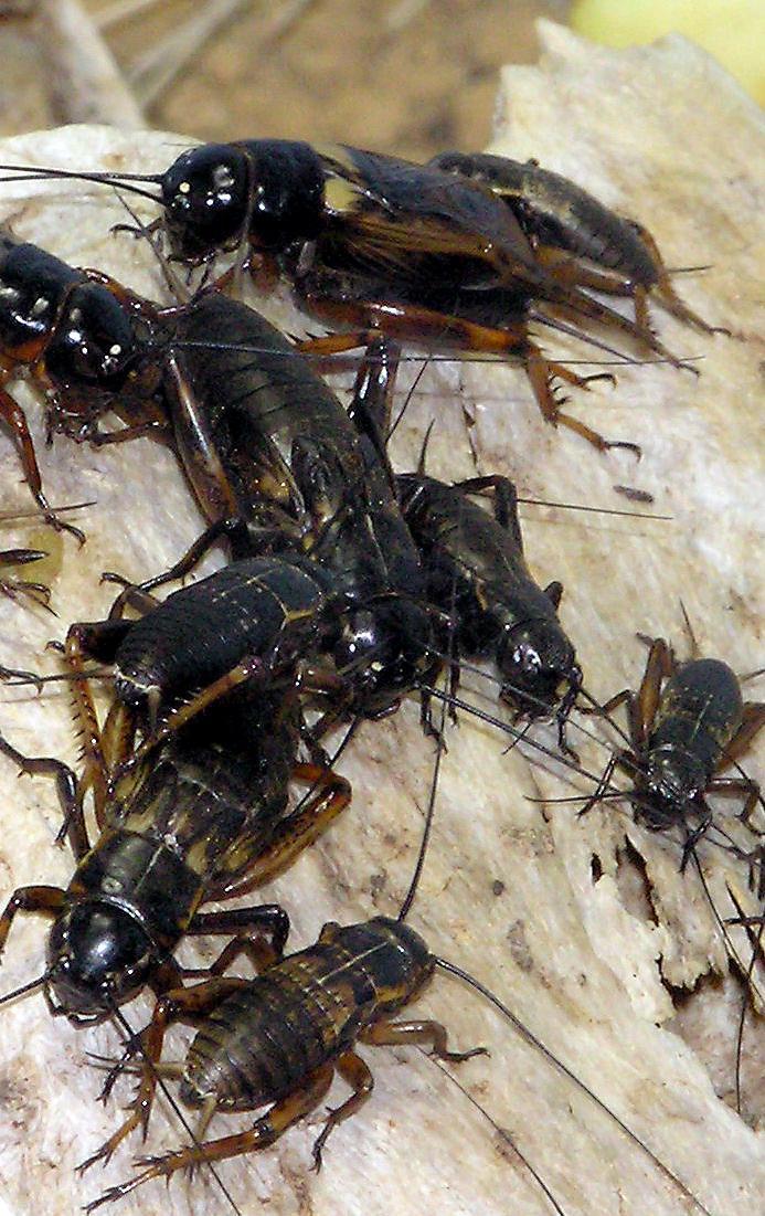 Appp.io - Crickets Sounds_playmods.net