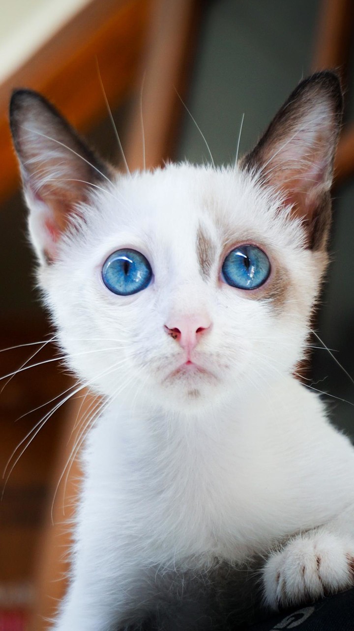 Cute Kitten Wallpapers_playmods.net