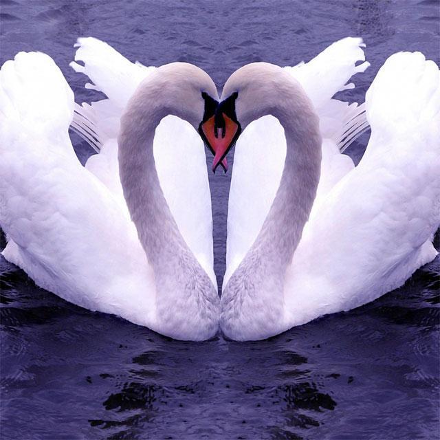 Swans Jigsaw Puzzles_playmods.net