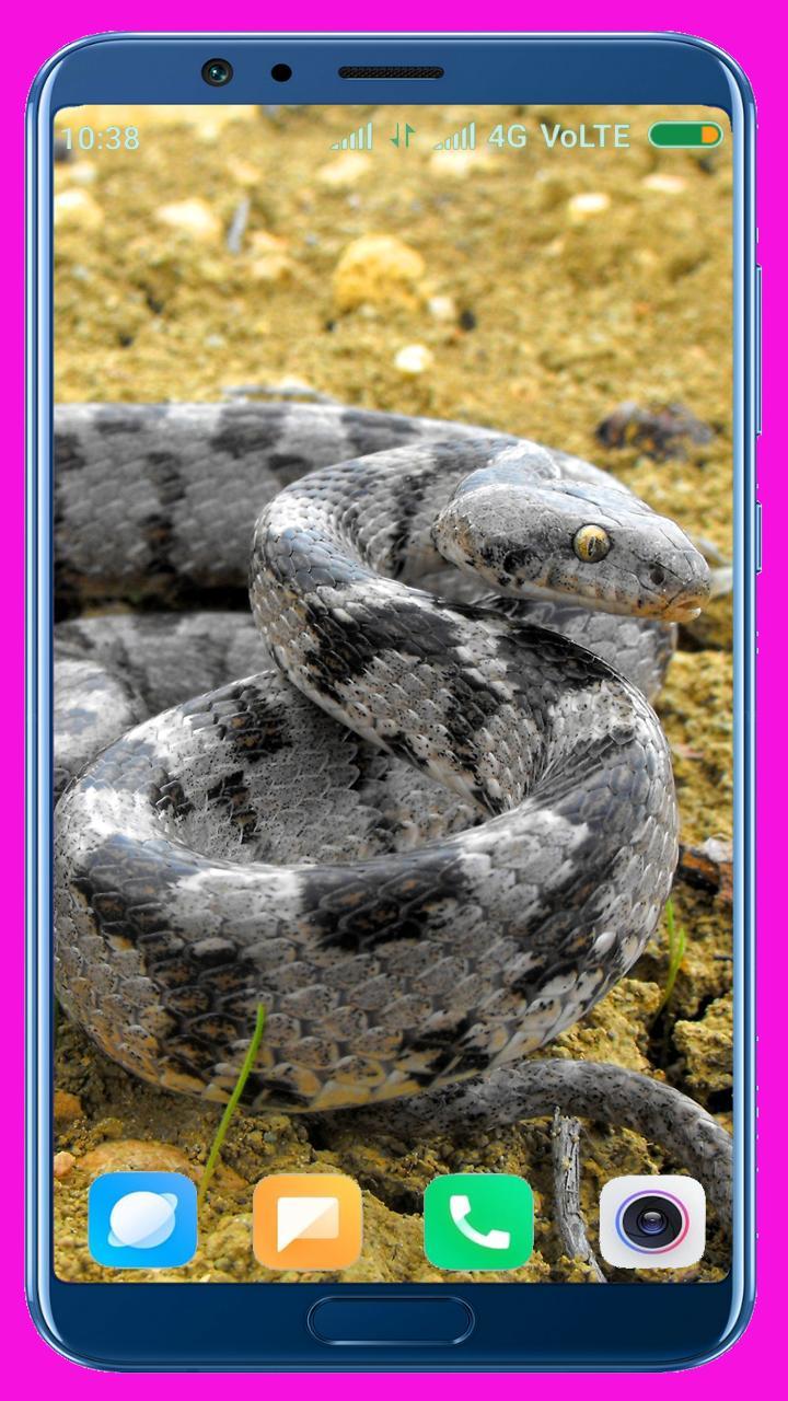 Snake HD Wallpaper_playmods.net