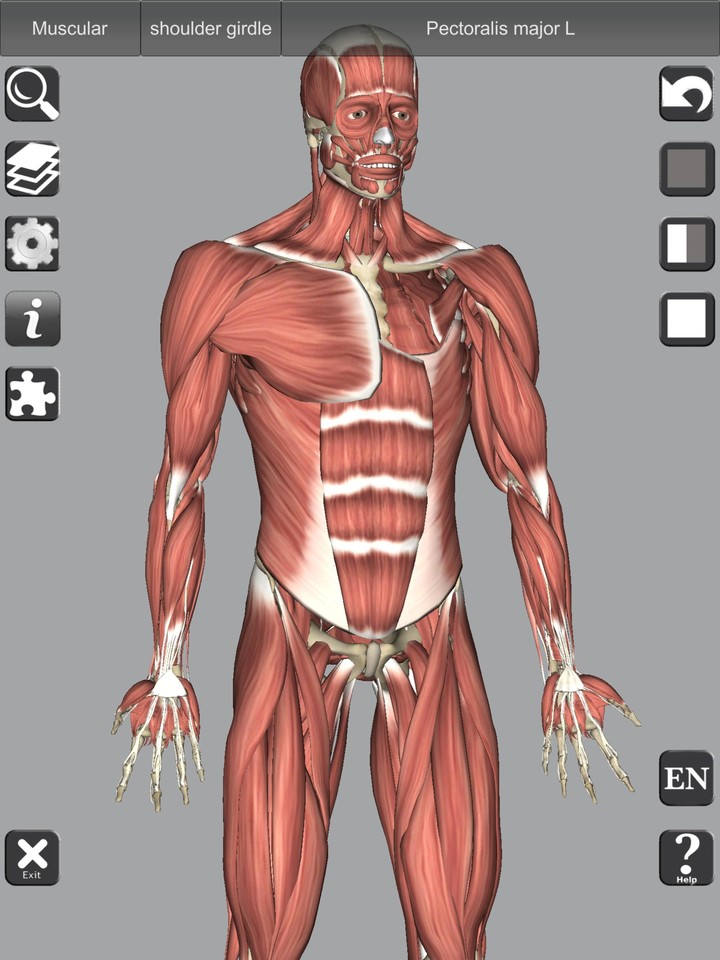 3D Bones and Organs (Anatomy)_playmods.net