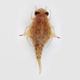 PocketMacros_playmods.net