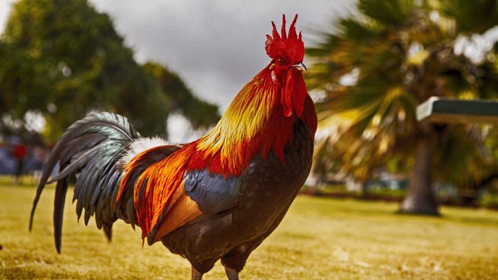 Rooster Sounds - Morning Alarm_playmods.net