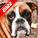 Boxer Dog Wallpaper_playmods.net