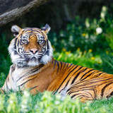 Big Cat Sounds_playmods.net