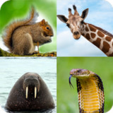 Animal Quiz: Guess the Animal(Official)1.1.21_playmods.net