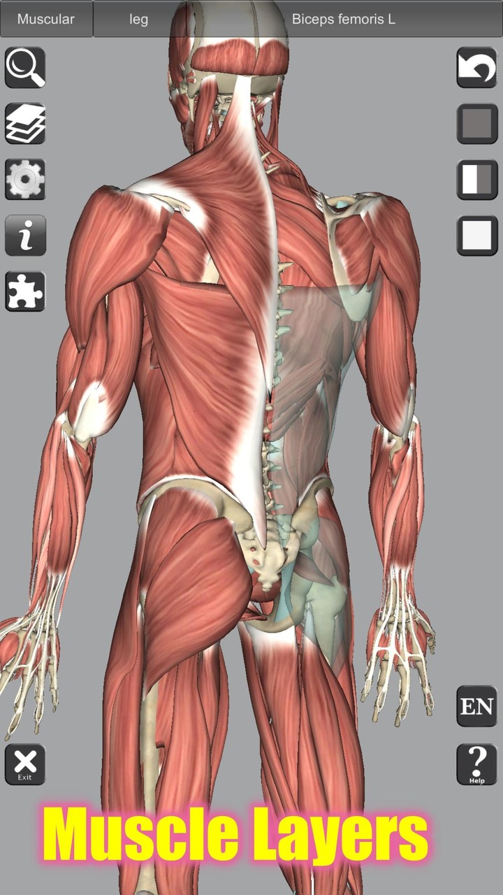 3D Bones and Organs (Anatomy)_playmods.net