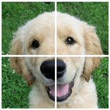 Dogs Puzzle(공식적인)3.50_playmods.net