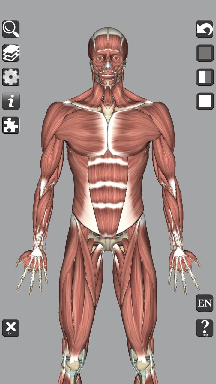 3D Bones and Organs (Anatomy)_playmods.net
