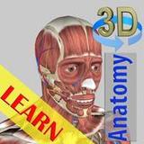3D Bones and Organs (Anatomy)_playmods.net