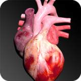Circulatory System 3D Anatomy(Official)1.85_playmods.net