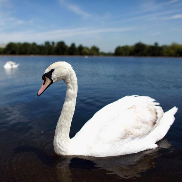 Swans Jigsaw Puzzles_playmods.net