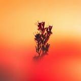 Orange Color Wallpaper_playmods.net