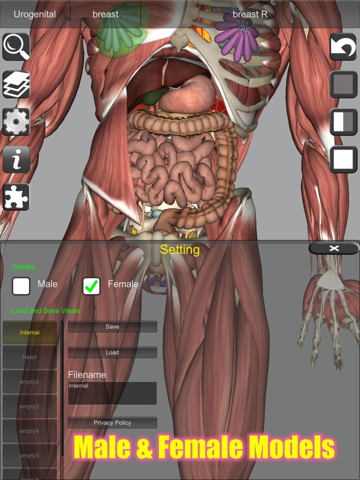 3D Bones and Organs (Anatomy)_playmods.net