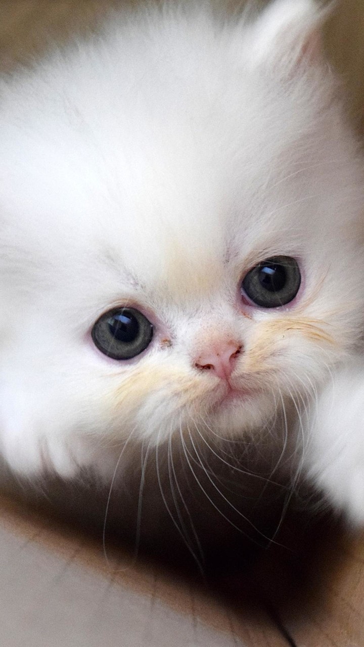 Cute Kitten Wallpapers_playmods.net