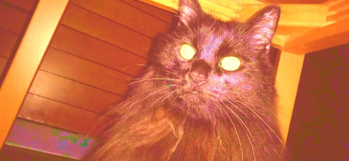 Five nights at Gianluca_playmods.net