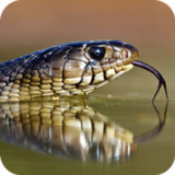 Snake HD Wallpaper_playmods.net