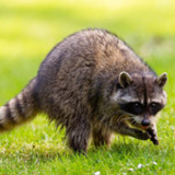 Raccoon Sounds_playmods.net